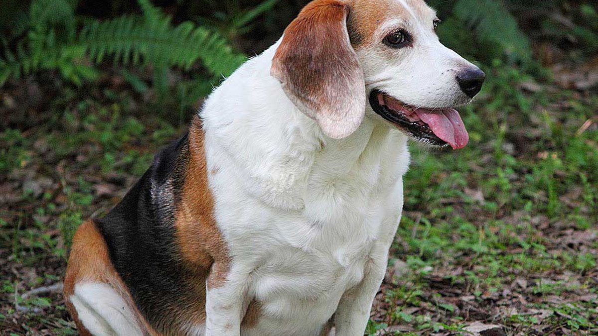Sobrepeso en perros: Anna Viesca Sánchez explica cómo detectarlo y prevenirlo desde la alimentación